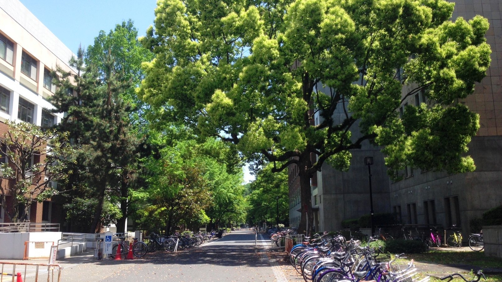 Kyoto University — photo 2